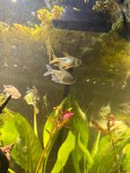Diamant tetra’s, Vis, Zoetwatervis, Schoolvis