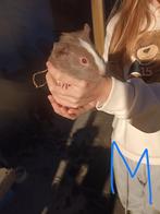 Deze lieverds zoeken en liefdevol nestje...., Dieren en Toebehoren, Knaagdieren, Oktober, Meerdere dieren, Cavia