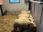 5 texel ooien met stamboom, Animaux & Accessoires, Moutons, Chèvres & Cochons