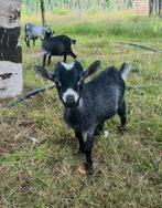 Bokje zoek nieuw stalletje, Dieren en Toebehoren