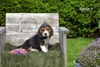 Heel mooie Beagle pupjes, Dieren en Toebehoren, Honden | Beagles, Bassets en Lopende honden, CDV (hondenziekte), Meerdere, 8 tot 15 weken