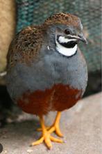 Chinese dwergkwartel mannetjes., Dieren en Toebehoren, Meerdere dieren