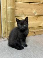 Kittens zoeken een thuis, Dieren en Toebehoren, Kortharig, 0 tot 2 jaar, Kater