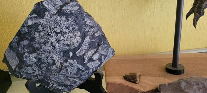 prachtig fossiel van varens en kleine bloemetjes, Verzamelen, Mineralen en Fossielen, Fossiel, Ophalen of Verzenden