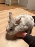 Drie konijntjes zeven maand oud, Dieren en Toebehoren