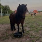 2 miniatuurpaardjes ruin, Dieren en Toebehoren, Met stamboom, Ruin, Niet van toepassing, A pony (tot 1.17m)