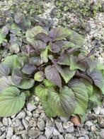 plants de violette du labrador (viola labradorica), Printemps, Couvre-sol, Enlèvement ou Envoi, Mi-ombre