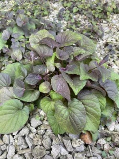 plants de violette du labrador (viola labradorica), Jardin & Terrasse, Plantes | Jardin, Plante fixe, Couvre-sol, Mi-ombre, Printemps