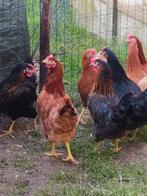 top leggers 20 weken zwart en bruin 0499/082381, Dieren en Toebehoren, Pluimvee, Vrouwelijk, Kip