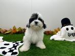 Mal-Shi pups ( Maltezer x Shih Tzu), België, Overige rassen, 8 tot 15 weken, CDV (hondenziekte)