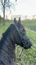 Halve stal gezocht, Dieren en Toebehoren, Paarden, Ruin