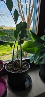 Planten, Maison & Meubles, Plantes d'intérieur, Enlèvement