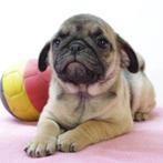 Mopshond pups (Belgisch) te koop, België, CDV (hondenziekte), 8 tot 15 weken, Meerdere