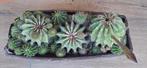 Cactussen, Huis en Inrichting, Kamerplanten, Ophalen