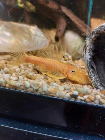 Pleco samen of apart  beschikbaar voor biedingen