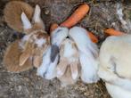 Nestje Nederlandse hangoor konijnen, Petit, Oreilles tombantes