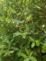 biologische laurier, Enlèvement