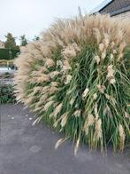 Miscanthus siergras gratis, Enlèvement