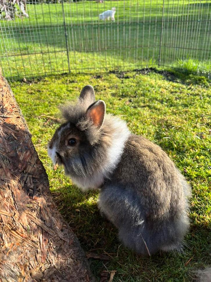 Tête de lion brune/blanche, Animaux & Accessoires, Lapins, Nain, Femelle, 0 à 2 ans