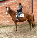 Braaf leerpaard, Dieren en Toebehoren, Paarden, Merrie