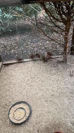Europese patrijzen te koop, Dieren en Toebehoren, Geringd