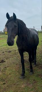 Lieve fries merrie, Dieren en Toebehoren, Paarden, Niet van toepassing, 160 tot 165 cm, 11 jaar of ouder, Recreatiepaard