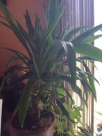 yucca, Huis en Inrichting, Kamerplanten, Minder dan 100 cm, Yucca, In pot, Volle zon
