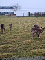 Damherten te koop, Juni, Vrouwelijk