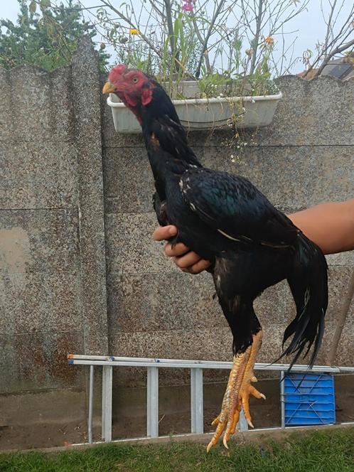 Shamo X, Dieren en Toebehoren, Pluimvee