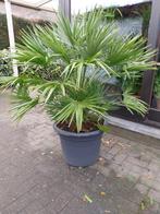Diverse palmplanten, Tuin en Terras, Ophalen