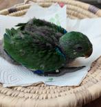 Edelpapegaai man, Mâle, Perroquet, Domestique