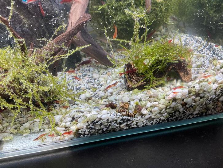 Crevettes red cherry, Dieren en Toebehoren, Vissen | Aquaria en Toebehoren, Ophalen