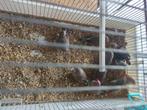 10 mannelijke zebravinken, Dieren en Toebehoren, Vogels | Kanaries, Mannelijk, Bastaard