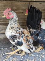 Serama haantjes, Mâle, Poule ou poulet