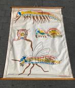 Oude schoolplaat "Arthropoda gelede dieren", Enlèvement ou Envoi