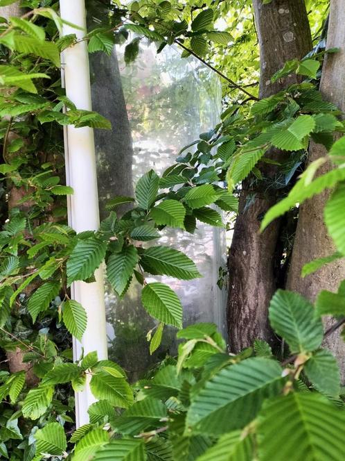 Gratis 2 halve bogen voor kweek serre kast, Tuin en Terras, Kassen, Ophalen