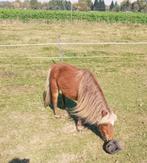 Mini-merries ,Partbred + 75% American g.2024 hengstje klein, Dieren en Toebehoren, Pony's, Merrie, Gechipt