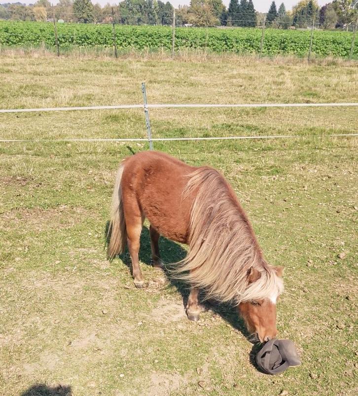 Mini-merries ,Partbred + 75% American g.2024 hengstje klein, Dieren en Toebehoren, Pony's, Merrie, Met stamboom, Gechipt, Ontwormd