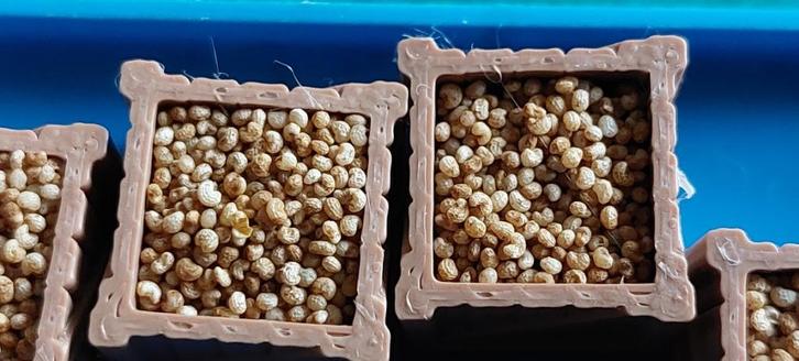 HONLK 2207 AARDAPPELKISTEN 1/87 en 1/160., Hobby en Vrije tijd, Modeltreinen | H0, Nieuw, Overige typen, Gelijkstroom of Wisselstroom