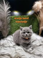 Brits korthaar, Kater, Gechipt, 0 tot 2 jaar