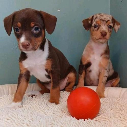 Lieve pinscherpupjes zoeken een warme thuis!, Dieren en Toebehoren, Honden | Bulldogs, Pinschers en Molossers, Meerdere dieren