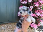 Mooie mini maltipoo ( mini maltezer x toy poedel) pups, Dieren en Toebehoren, België, Overige rassen, CDV (hondenziekte), 8 tot 15 weken