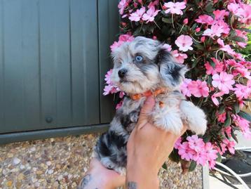 Mooie mini maltipoo ( mini maltezer x toy poedel) pups, Autres races, Plusieurs, Parvovirose, Belgique