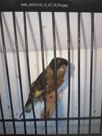 De koopt wegens wegval  van man zwartkopgroenvink pop van 20, Dieren en Toebehoren, Vogels | Overige Vogels