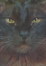 De Wondere Wereld der Katten, Ophalen of Verzenden, Gelezen, Ray Anderson, Prentenboek