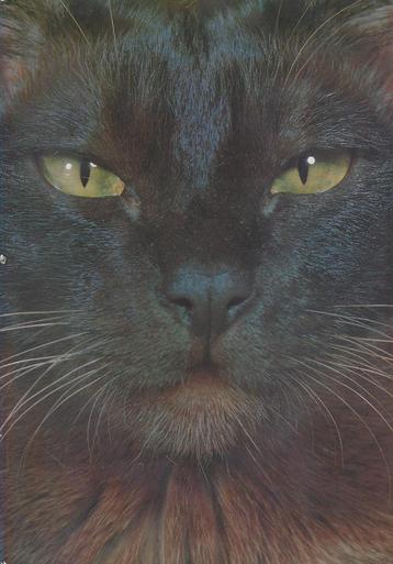 De Wondere Wereld der Katten beschikbaar voor biedingen