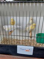 Kanaries, Dieren en Toebehoren