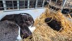 Franse hangoor met 2 baby s, Groot, Hangoor