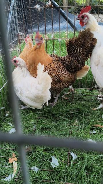 Brakel krielen.  beschikbaar voor biedingen