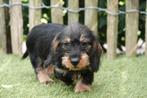 Prachtige ruwharige dwerg teckel pups (ruwhaar dwergteckel), België, CDV (hondenziekte), 8 tot 15 weken, Dwerg